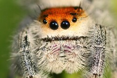 Phidippus regius