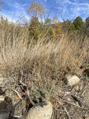 Ehrendorferia chrysantha