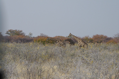 Giraffa camelopardalis angolensis