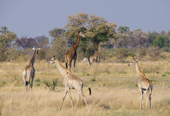 Giraffa camelopardalis angolensis