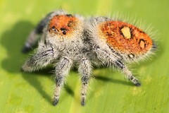 Phidippus regius