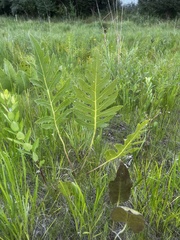 Silphium laciniatum × terebinthinaceum
