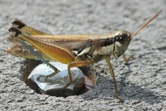 Paroxya atlantica