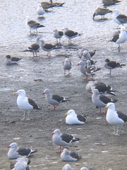 Leucophaeus scoresbii