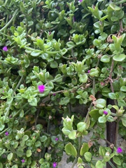 Mesembryanthemum cordifolium