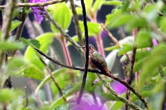 Selasphorus scintilla