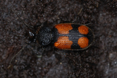Panagaeus cruxmajor
