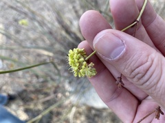Eriogonum nudum westonii