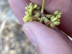Eriogonum nudum westonii