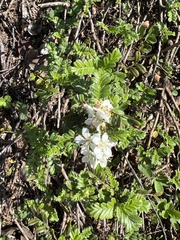 Osteomeles anthyllidifolia