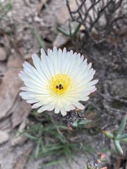 Erigeron karvinskianus