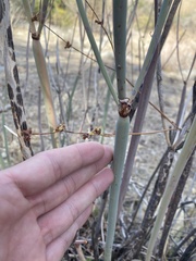 Eriogonum nudum westonii