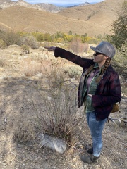 Eriogonum nudum westonii