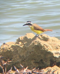 Pitangus sulphuratus