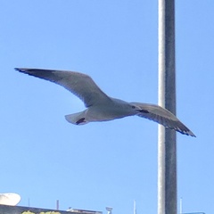 Chroicocephalus novaehollandiae novaehollandiae