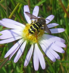 Dianthidium