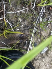 Peromyscus maniculatus