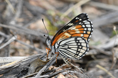 Chlosyne coronado coronado