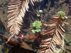Azolla
