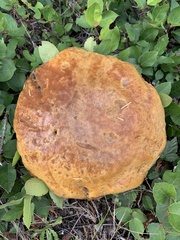 Boletus