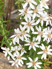 Olearia ramulosa