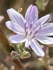 Stephanomeria virgata