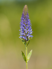 Veronica orchidea