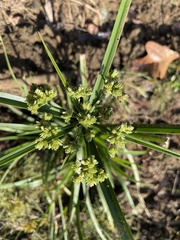 Cyperus virens