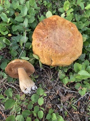 Boletus