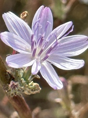 Stephanomeria virgata