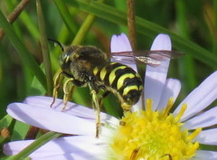 Dianthidium