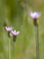 Xeranthemum cylindraceum