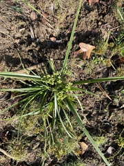 Cyperus virens
