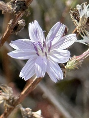 Stephanomeria virgata