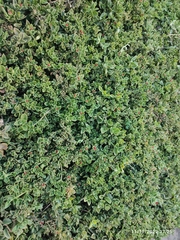 Mesembryanthemum cordifolium