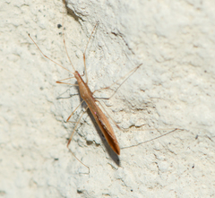 Berytinae