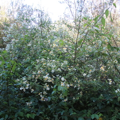 Montanoa