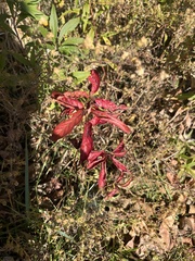 Frangula caroliniana