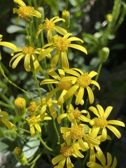 Senecio fremontii