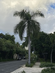 Roystonea borinquena