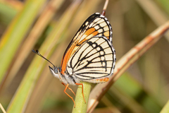 Chlosyne coronado coronado