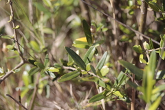 Olea