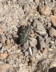 Cicindela oregona oregona