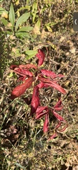 Frangula caroliniana