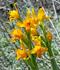Chloraea alpina