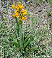 Chloraea alpina