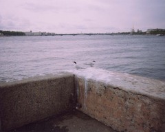 Sterna hirundo