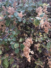 Holodiscus discolor discolor