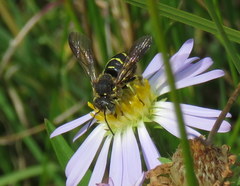 Dianthidium