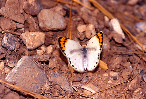Desert Orange Tip